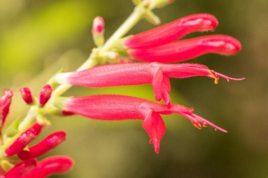 Sauge ananas (Salvia elegans)