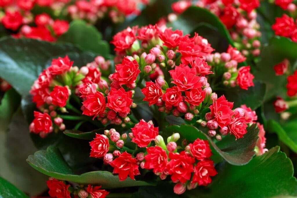 Kalanchoe (Kalanchoe)