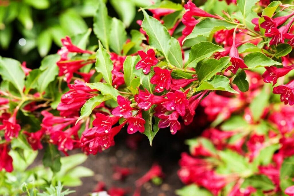Weigela (Weigela)