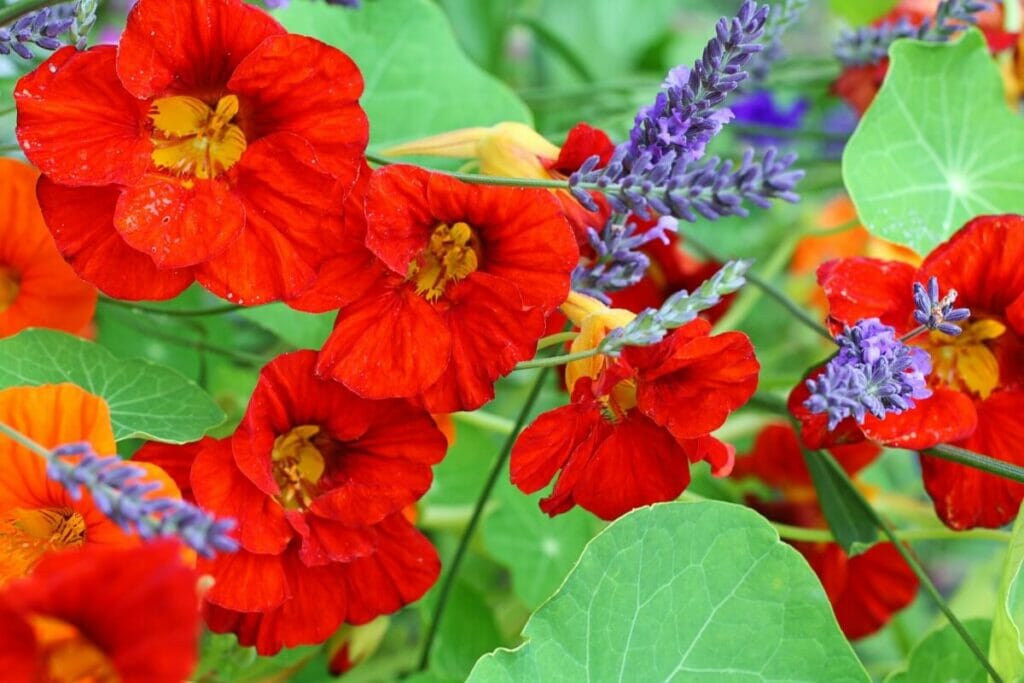 Capucine (Tropaeolum)
