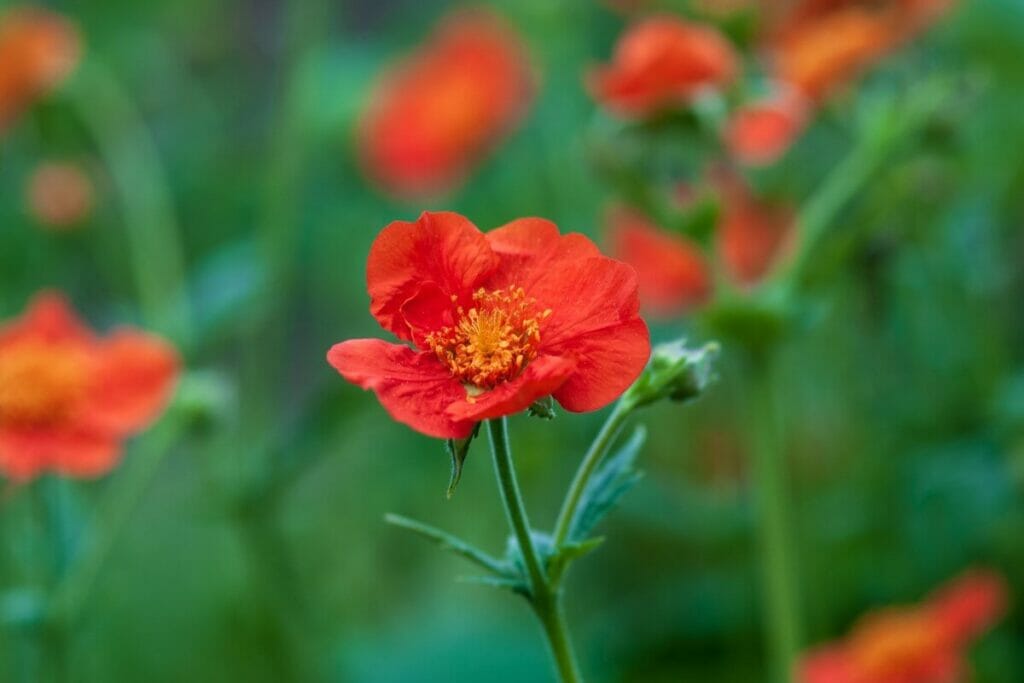Avens (Geum)