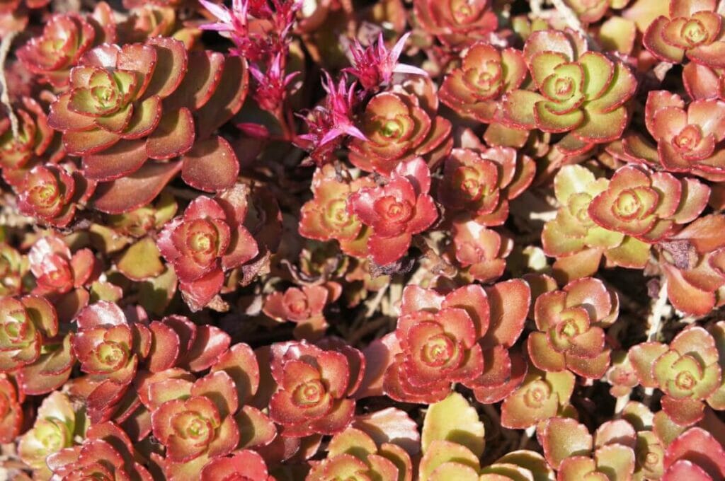 Sédum sang-de-dragon (Sedum spurium 'Dragon's Blood')