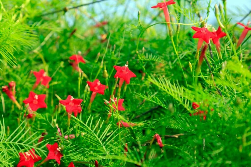 Vigne cyprès (Ipomoea quamoclit)