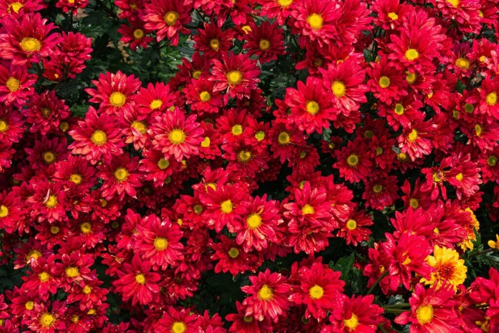 Chrysanthème (Chrysanthemum)