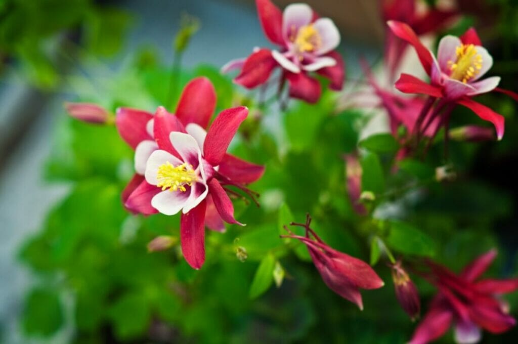 Ancolie (Aquilegia)