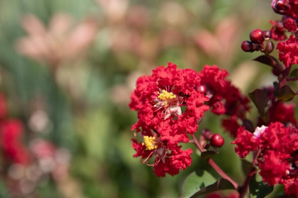 Myrte de crête (Lagerstroemia)