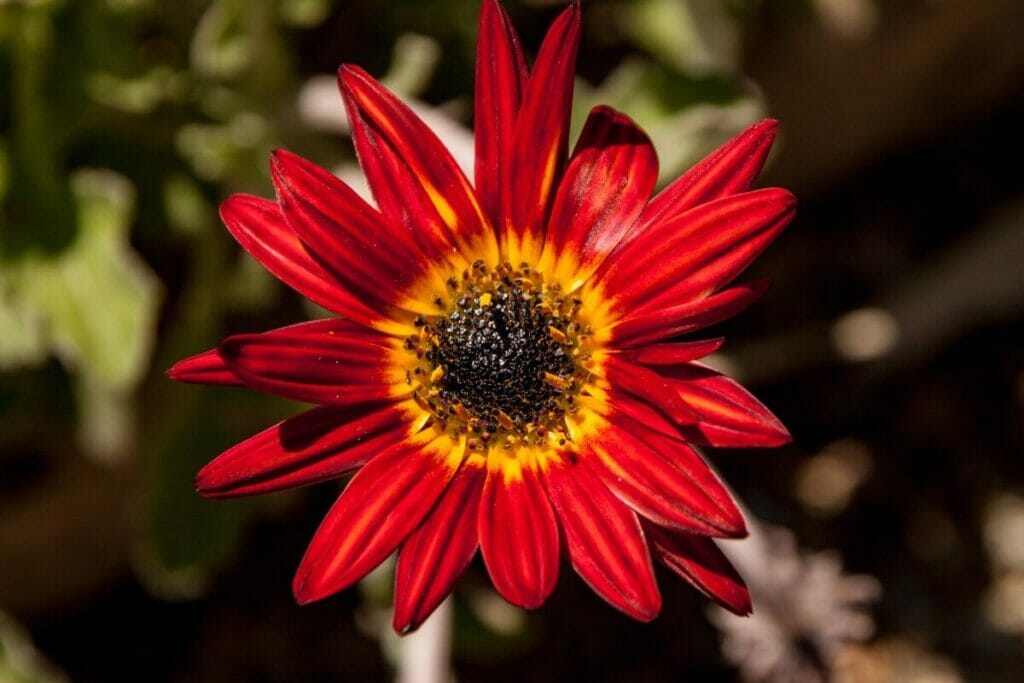 Marguerite africaine (Gazania)