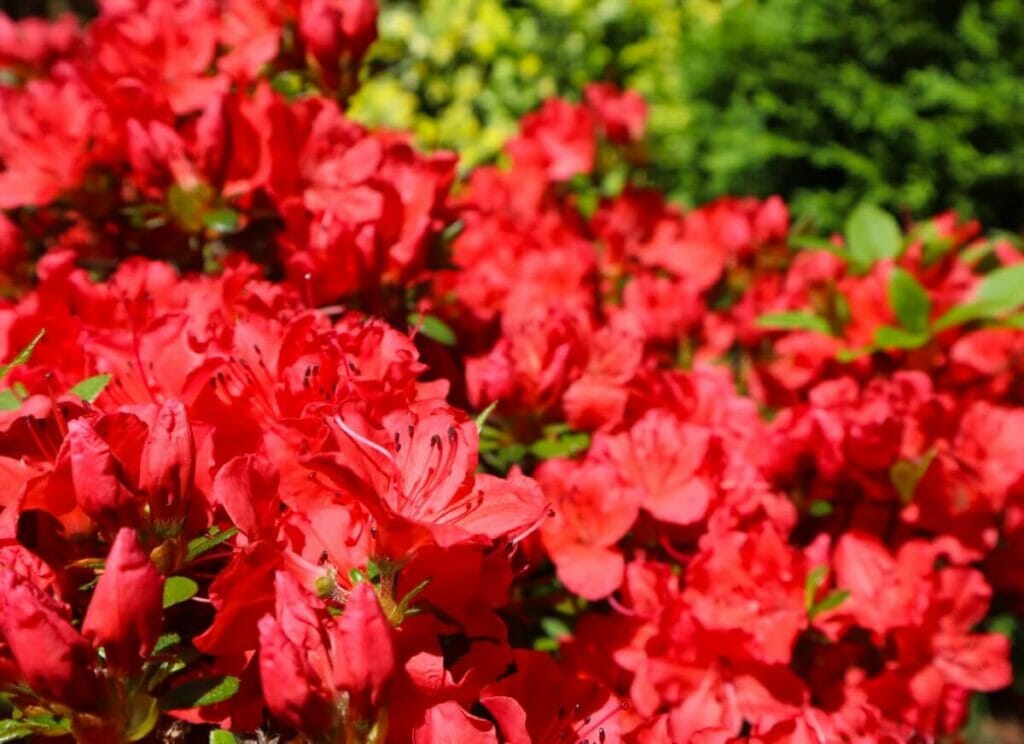 Azalée (Azaleastrum)