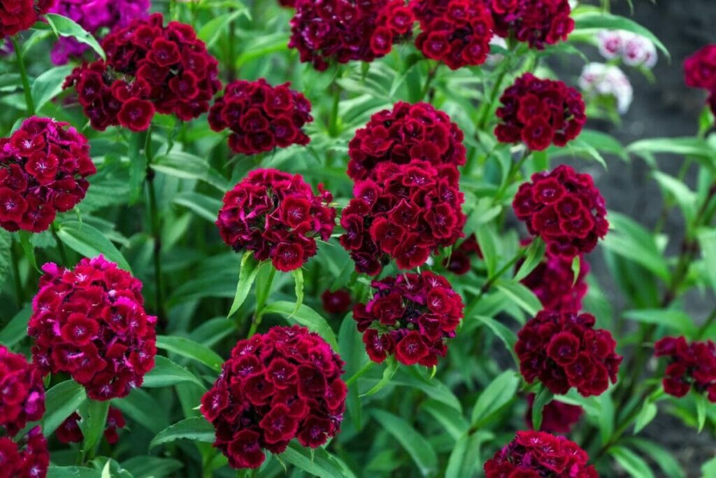 Dianthus (Dianthus)
