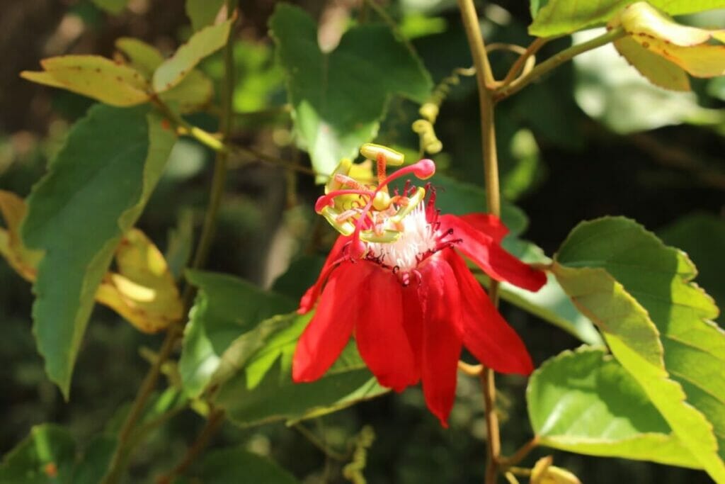 Passiflore rouge (Passiflora racemosa)