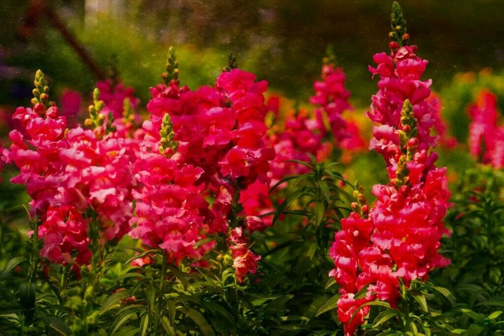 Muflier (Antirrhinum)