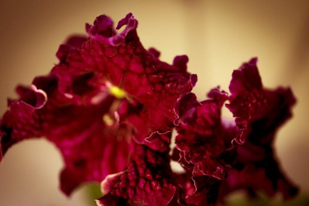 Streps (Streptocarpus)