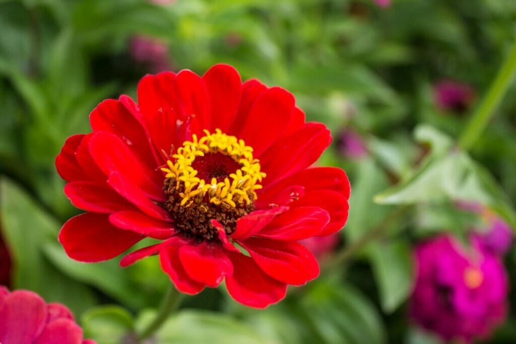 Zinnia (Zinnia)