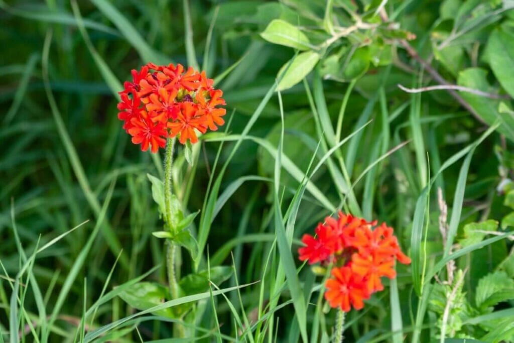 Vesuvius (Lychnis x Arkwrightii 'Vesuvius')