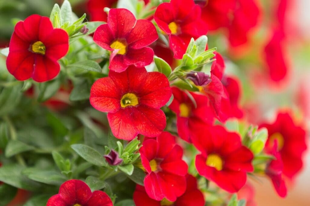Pétunia (Pétunia)