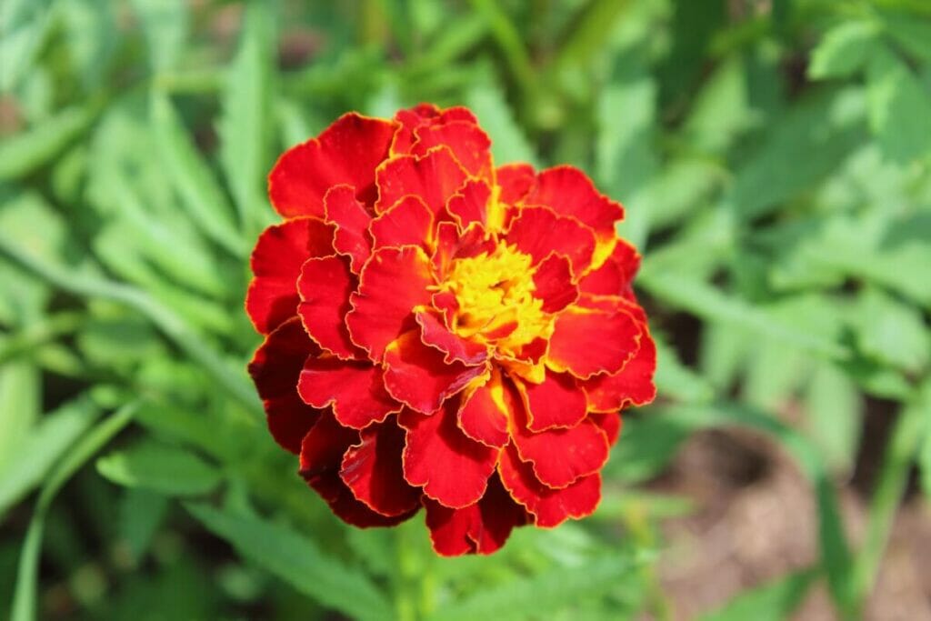 Souci (Tagetes)