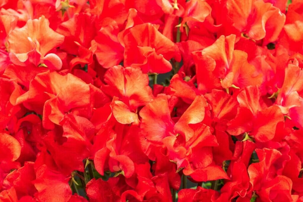 Pois de senteur (Lathyrus odoratus)