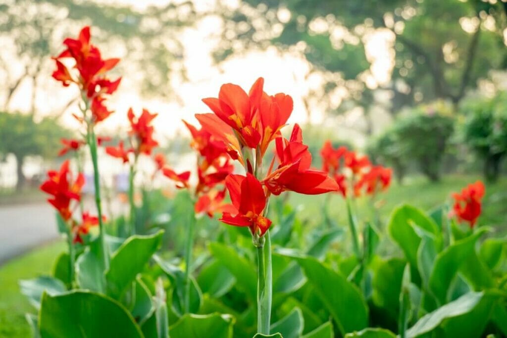 Lys de Canna (Canna)