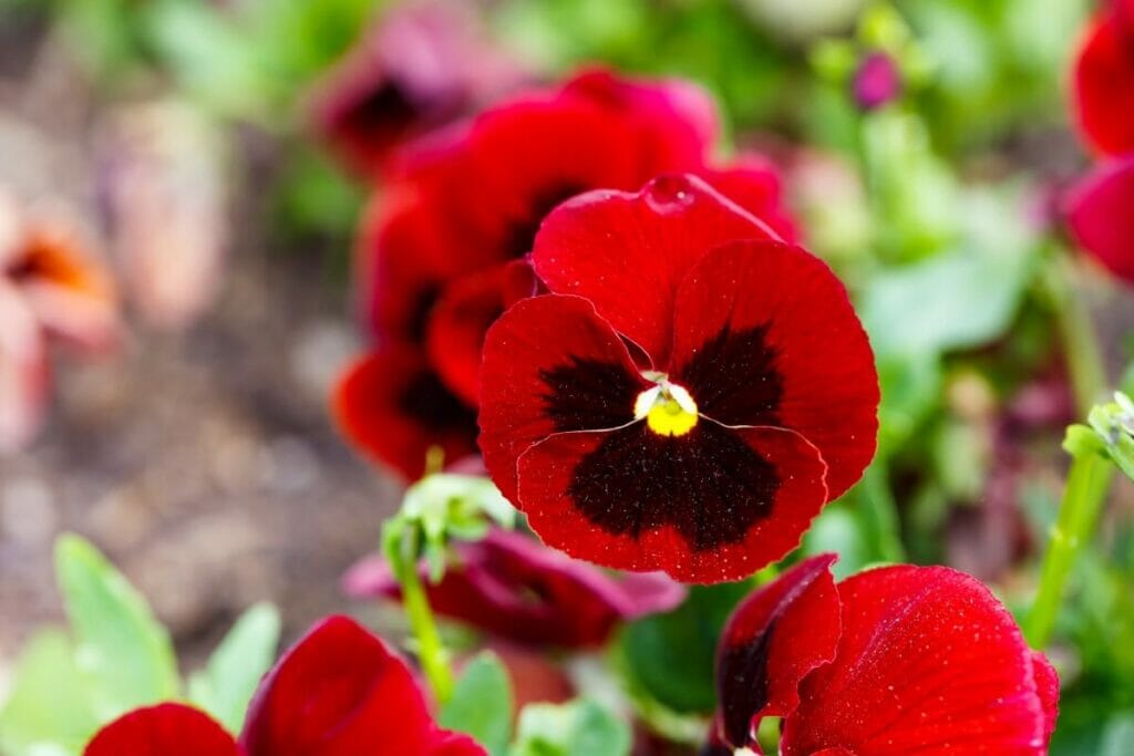 Pensée des jardins (Viola x wittrockiana) Fleurs rouges