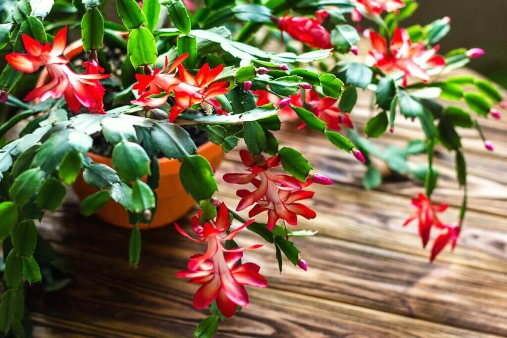 Cactus de Noël (Schlumbergera)