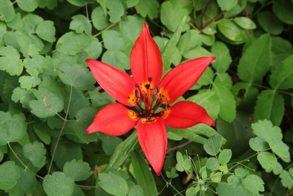 Lys des bois (Lilium philadelphicum) Fleurs rouges