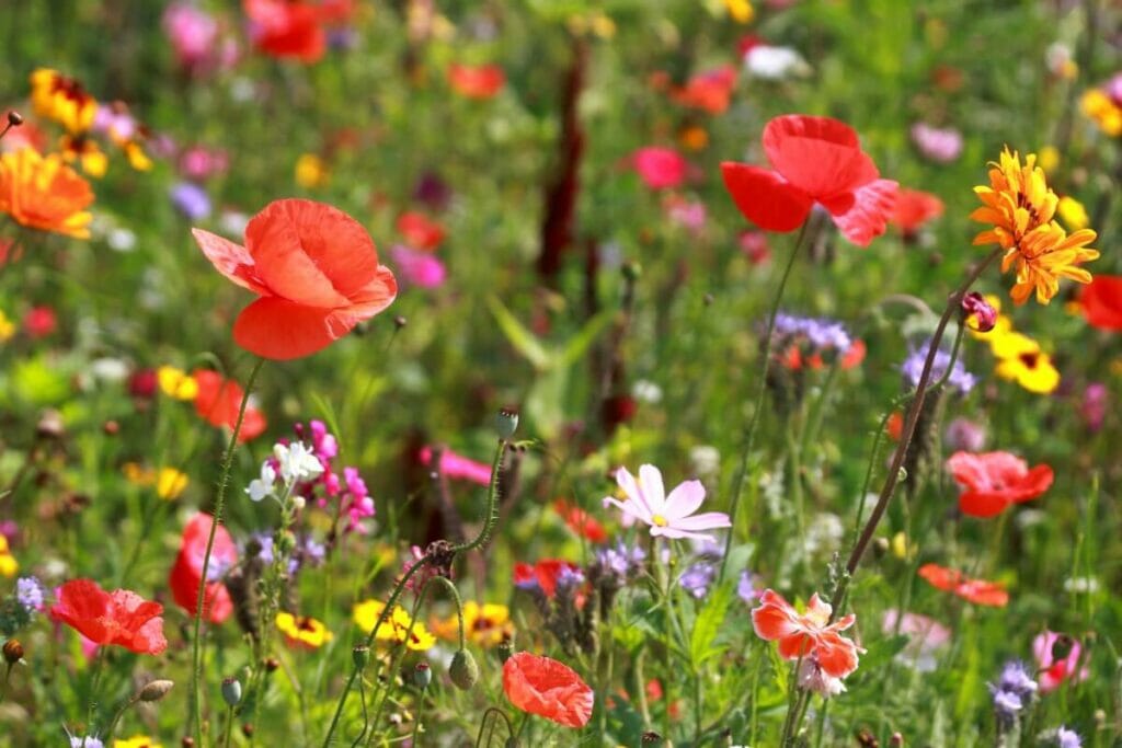Quand dois-je couper les fleurs sauvages ?