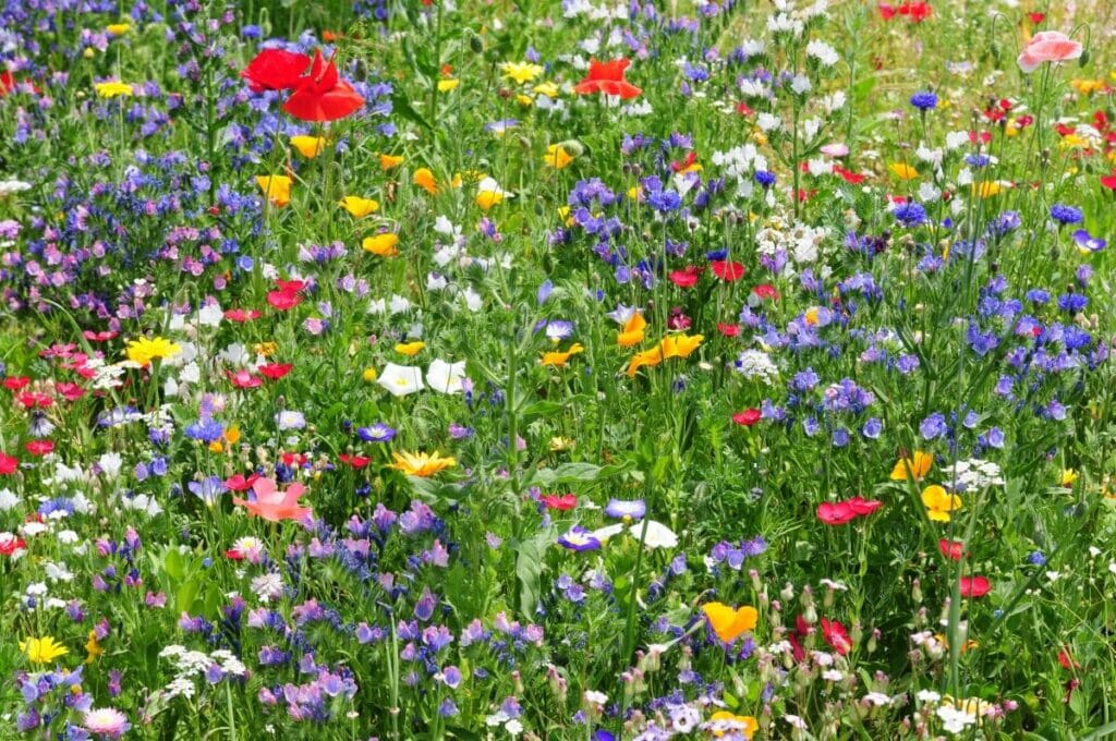 Dois-je couper les fleurs sauvages ?