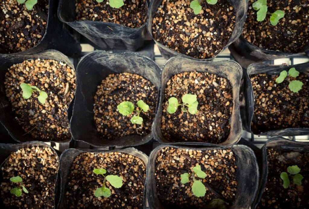 Les fleurs sauvages peuvent-elles pousser à l'intérieur ?