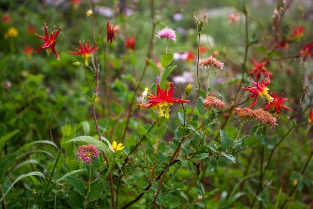 Quelles sont les fleurs sauvages qui poussent à l'ombre ?
