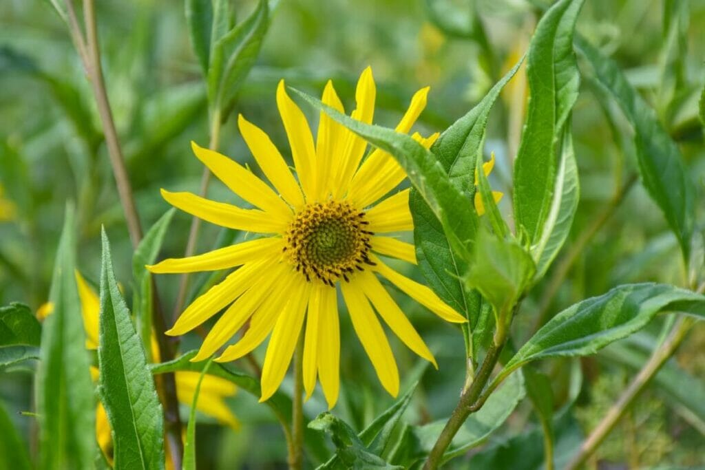 Comment cultiver des fleurs sauvages à l'ombre