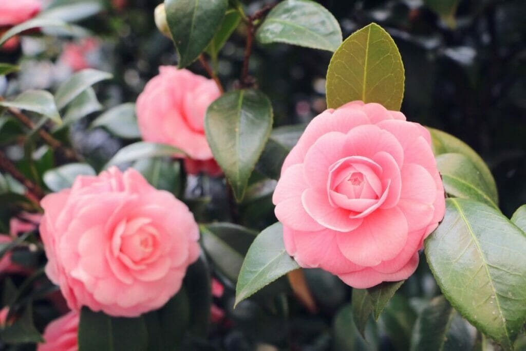 L'importance d'un bon arrosage