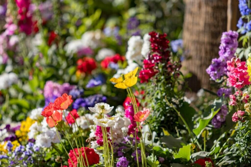 Les fleurs sauvages ont-elles besoin d'être fertilisées ?