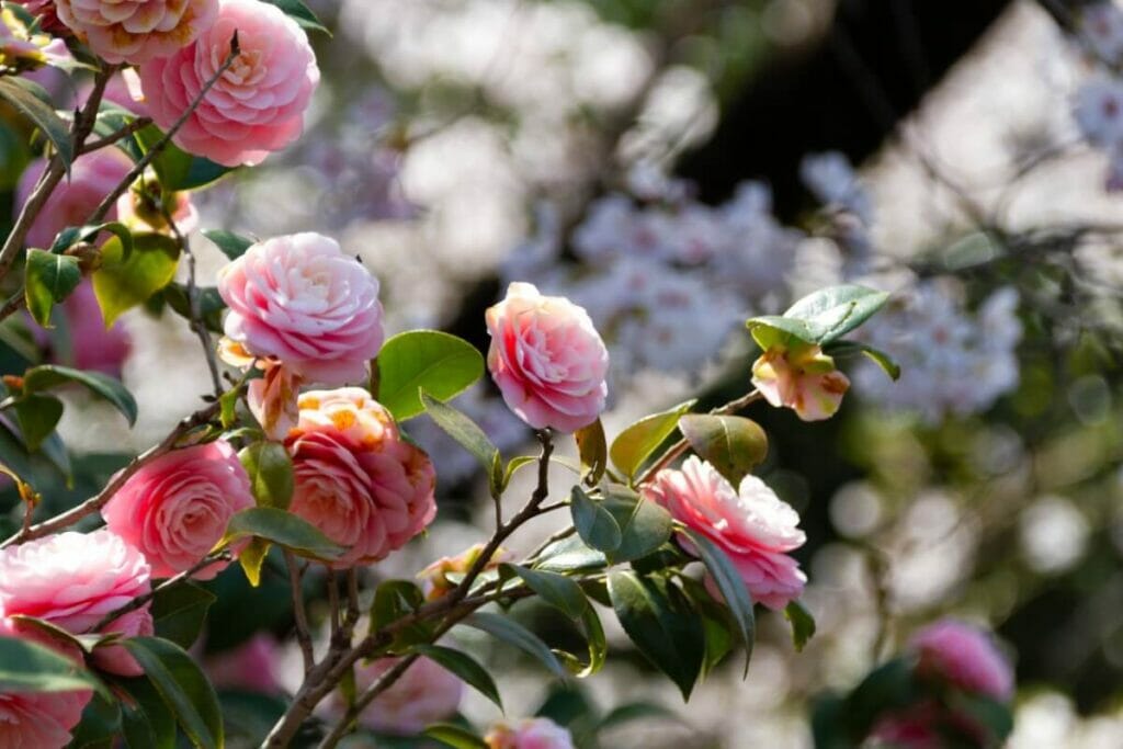 Quand fertiliser les fleurs de camélia ?