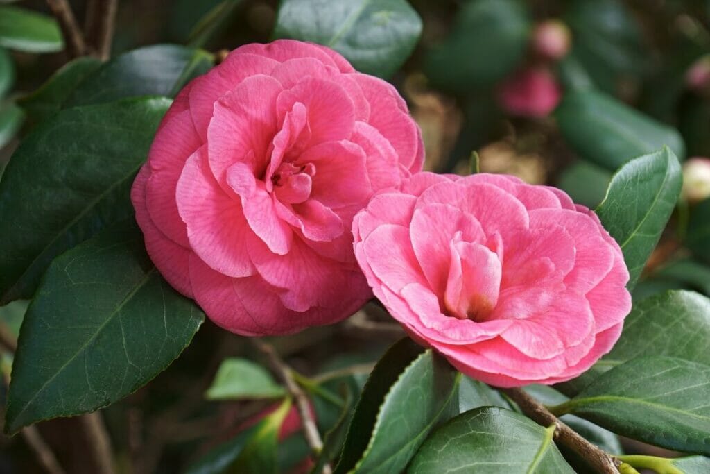 Quel type d'engrais convient le mieux aux fleurs de camélia ?