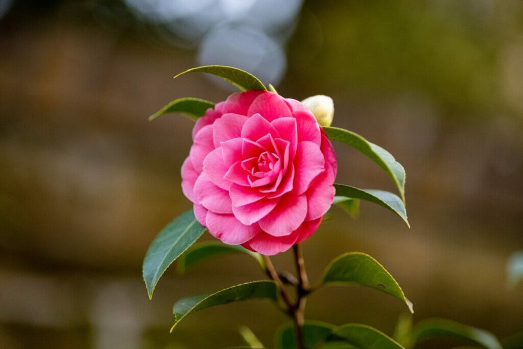 Conseils pour prolonger la durée de vie des fleurs de camélia coupées