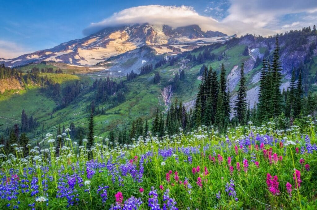 Conditions du sol que reçoivent les fleurs sauvages dans leurs habitats naturels