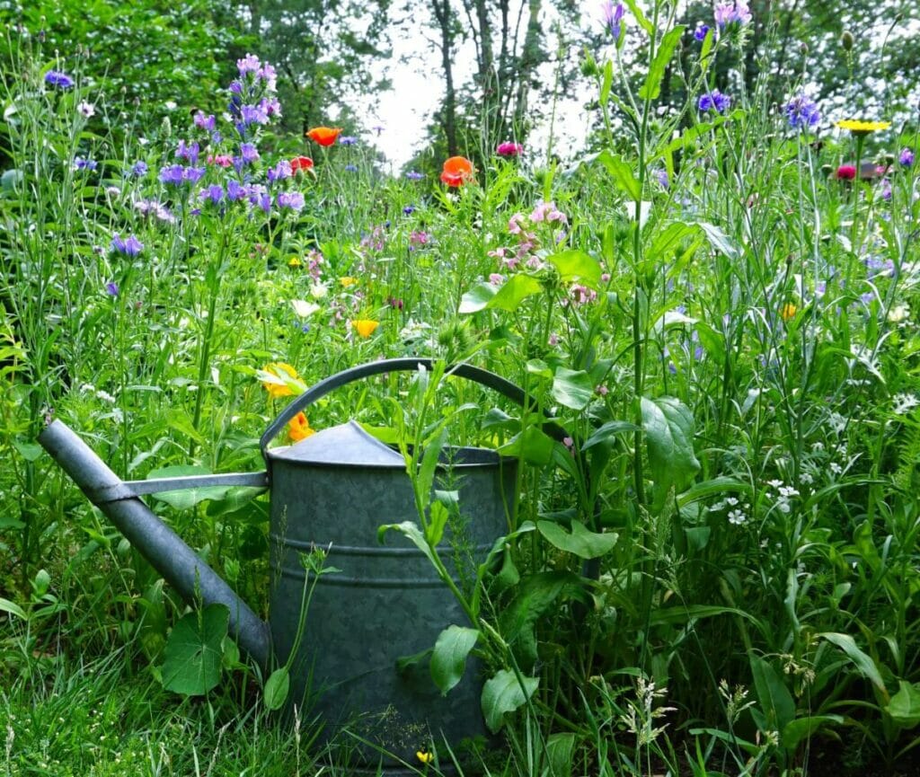 Comment arroser les fleurs sauvages
