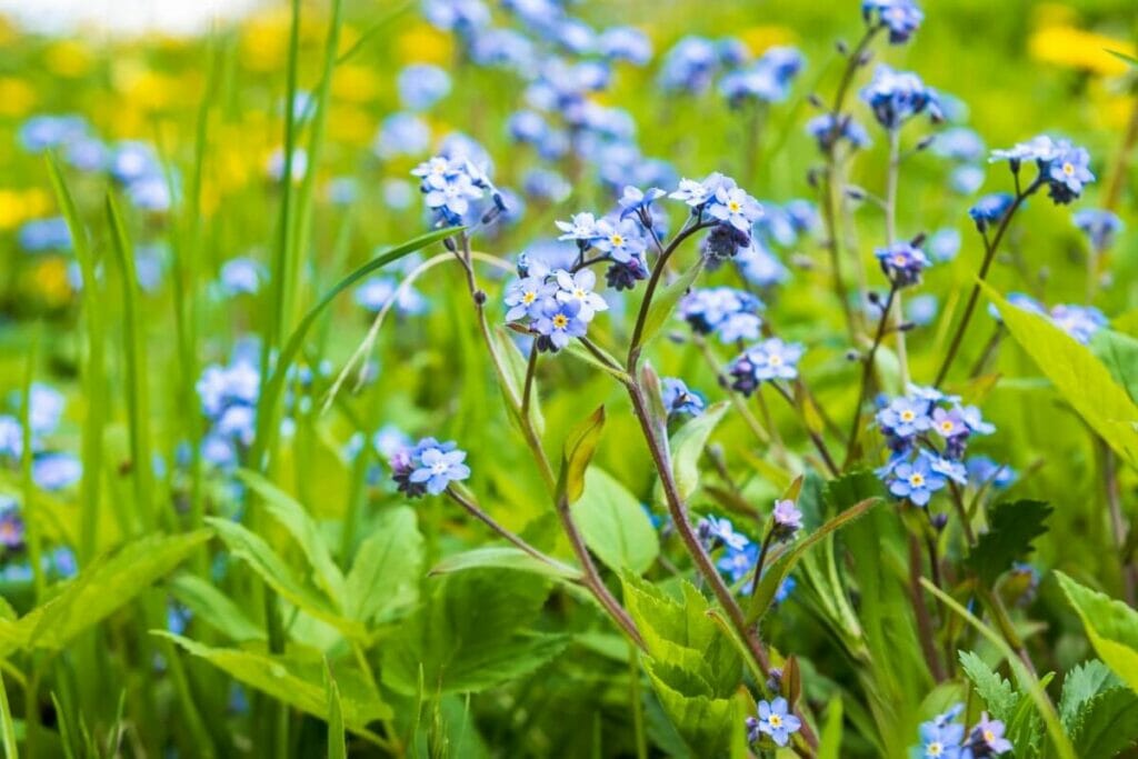 Le rôle de la lumière solaire dans la santé et le développement des plantes