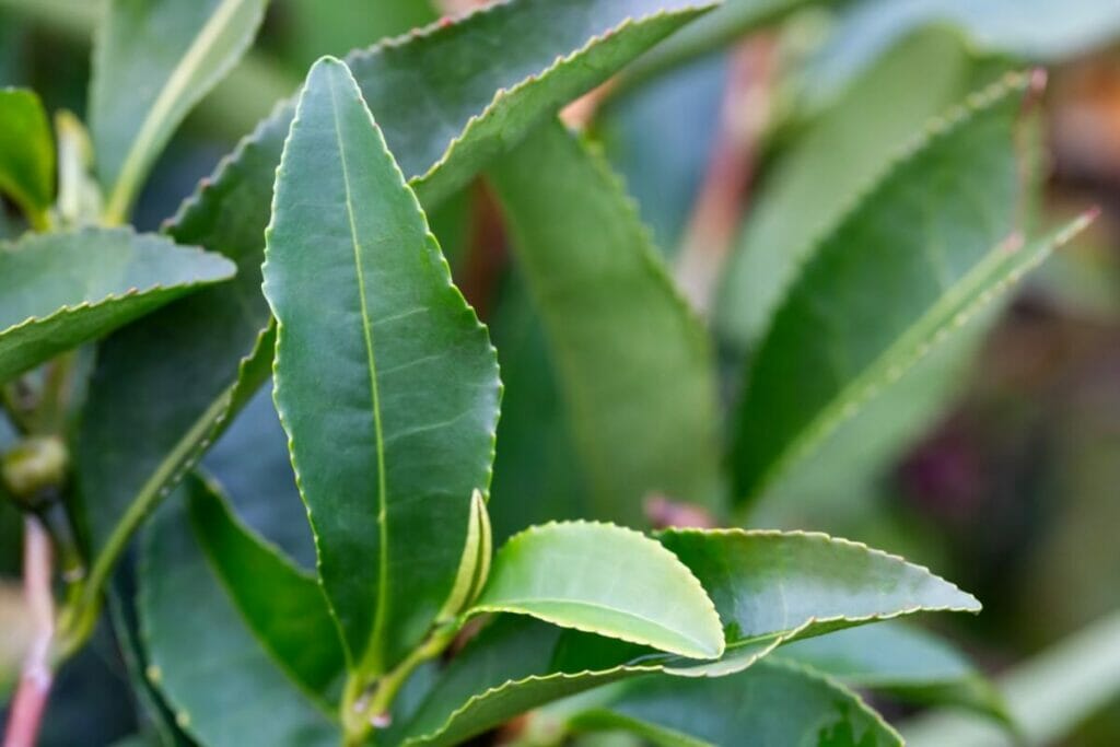 Feuilles de camélia qui se recourbent Comment y remédier