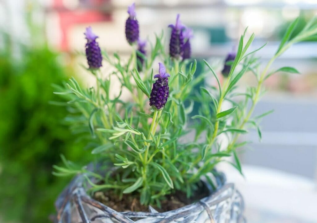 L'importance d'un terreau bien drainant pour les plants de lavande