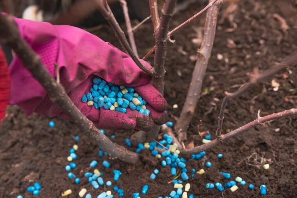 Le meilleur engrais pour les hortensias