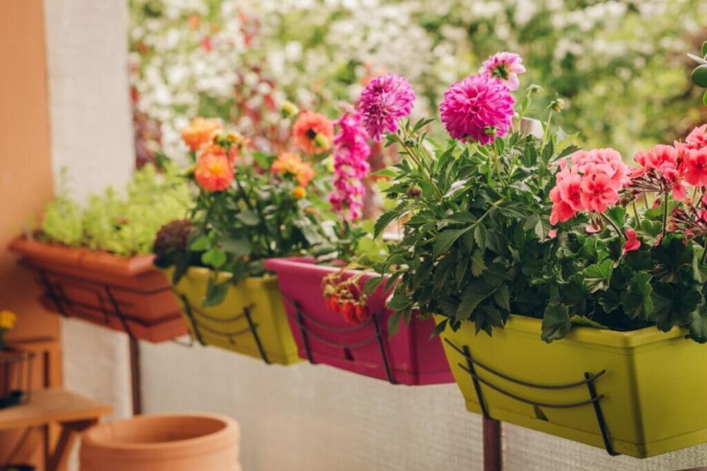 Le meilleur terreau pour les dahlias en pot