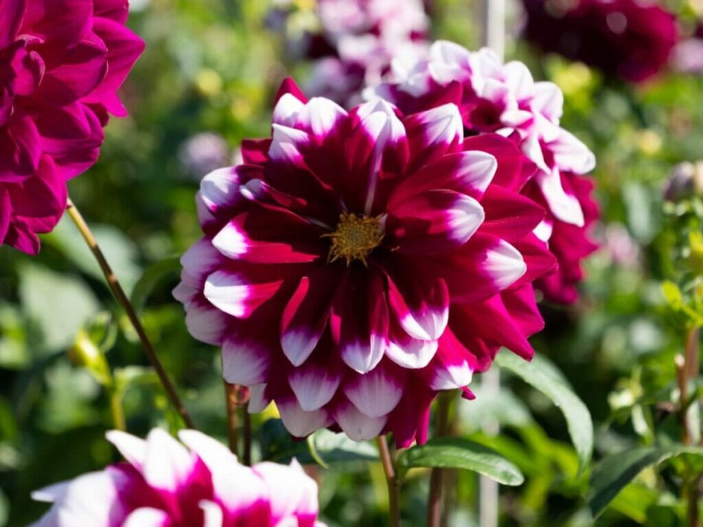 Le meilleur pH de sol pour les dahlias