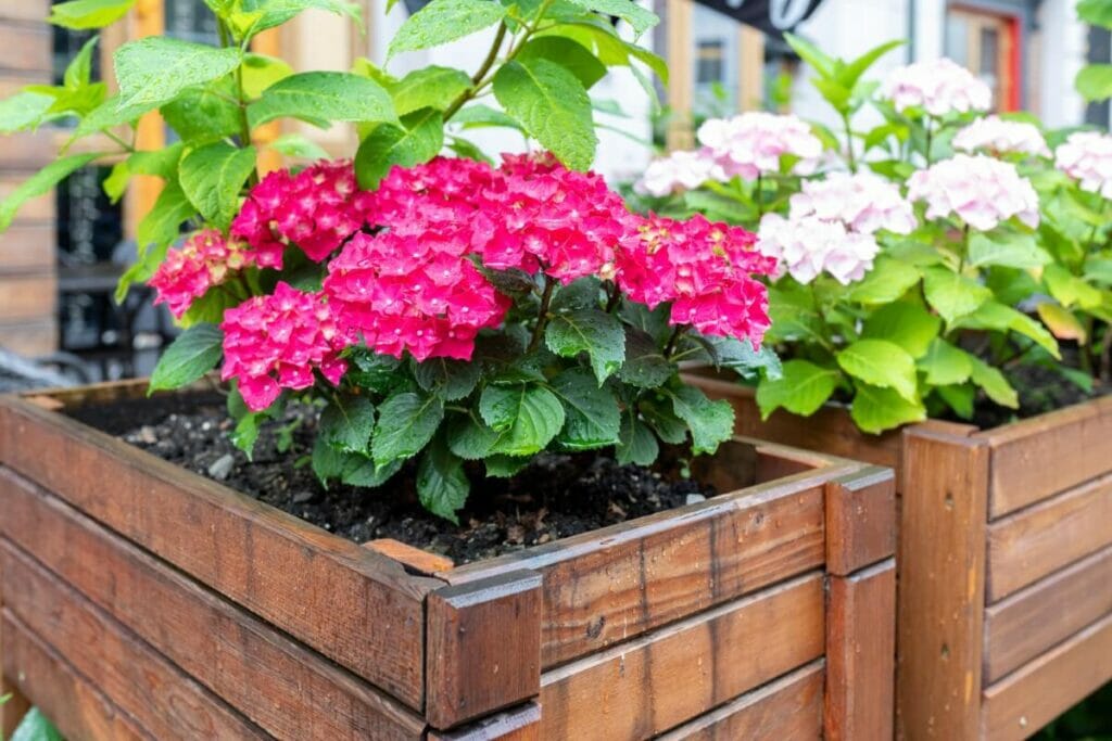 Comment planter des hortensias