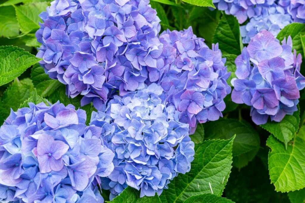 pH du sol pour les hortensias