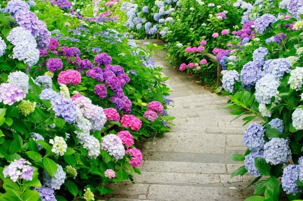 Structure idéale du sol pour les hortensias
