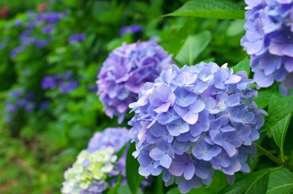 Raisons de la transplantation d'un hortensia