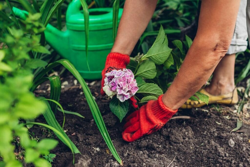 Transplanter un hortensia