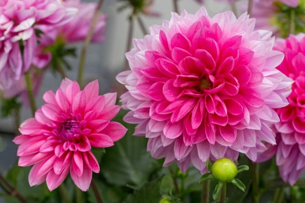 A propos des Dahlias