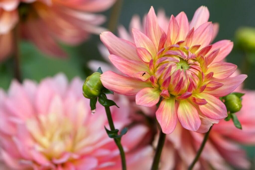 Quand arroser les dahlias